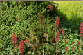 Great Water Dock Seeds – 100 Native Perennial Wetland Plant for Erosion Control & Wildlife Habitat (Rumex orbiculatus)