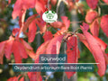 2 Sourwood Trees Bare Root 1–2 Ft Tall Oxydendrum arboreum for Planting, Fall Color & Summer Blooms