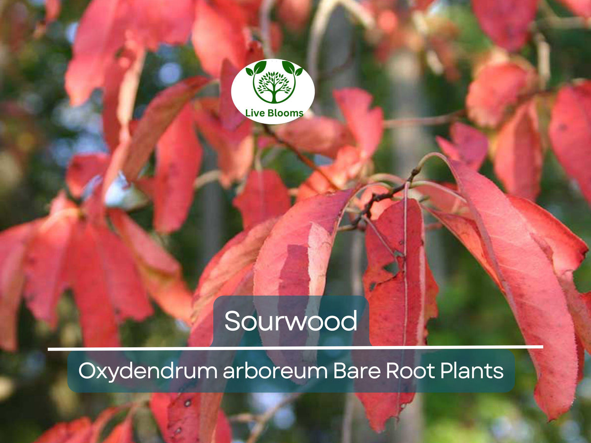 2 Sourwood Trees Bare Root 1–2 Ft Tall Oxydendrum arboreum for Planting, Fall Color & Summer Blooms