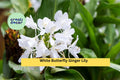 White Butterfly Ginger Lily Plant – Fully Rooted Hedychium coronarium, Fragrant Tropical Perennial for Garden or Container