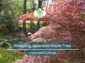 Japanese Maple Garnet Unrooted Cuttings - Acer palmatum Weeping Tree for Grafting & Propagation (6-7")