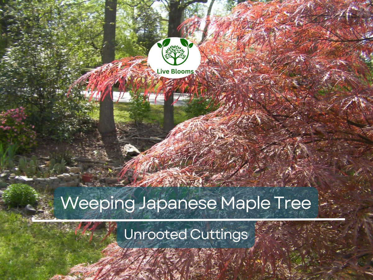 Japanese Maple Garnet Unrooted Cuttings - Acer palmatum Weeping Tree for Grafting & Propagation (6-7")