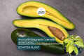 Avocado Longneck Tree Seedling – Live Tropical Fruit Tree, Persea americana, 1-2 ft, Self-Pollinating, Year-Round Fruit for Gardens