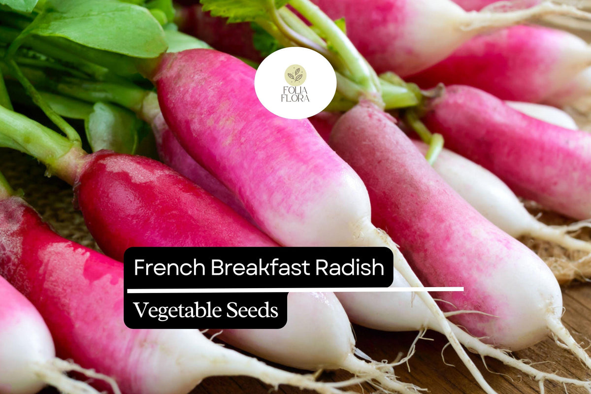 200 Seeds French Breakfast Radish (Raphanus sativus) - Heirloom, Crisp, Mild Flavor, Quick-Growing, Salad & Snacking