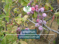 12 Unrooted Wild Plum Cuttings 6-8" Prunus Americana Fruit Tree Propagation for Garden