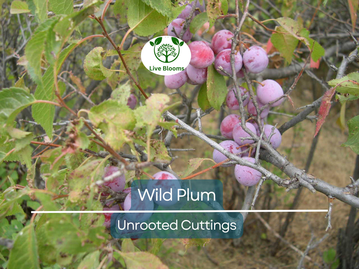 12 Unrooted Wild Plum Cuttings 6-8" Prunus Americana Fruit Tree Propagation for Garden