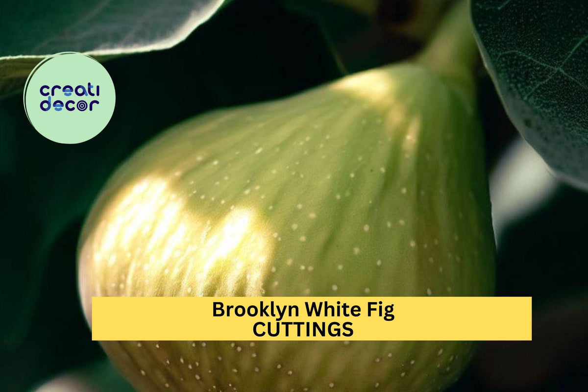 Brooklyn White Fig Cuttings – 2 Unrooted Ficus carica ‘Brooklyn White’ with Bonus Willow Water for Rooting in Pots & Gardens