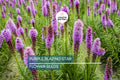 50 Purple Blazing Star Seeds (Liatris spicata) – Native Perennial Butterfly Plant for Pollinator Gardens, Tall Purple Flower Spikes, USDA Zones 3-9