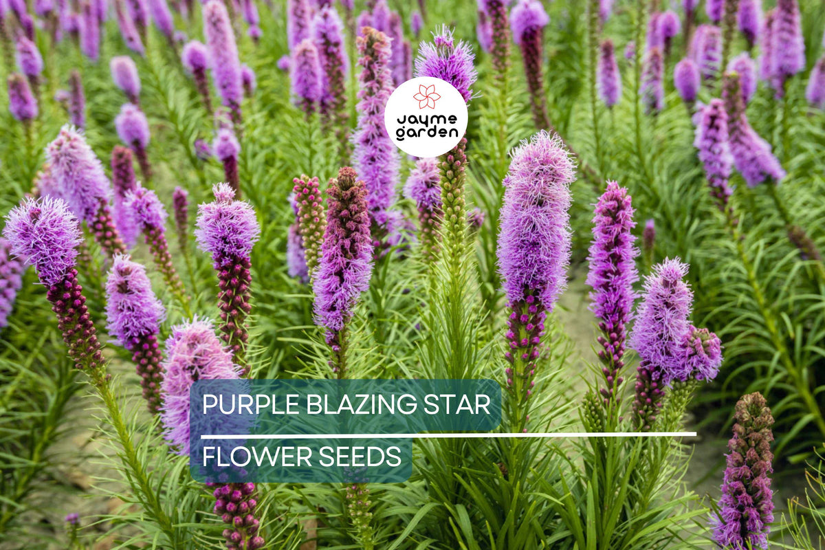 50 Purple Blazing Star Seeds (Liatris spicata) – Native Perennial Butterfly Plant for Pollinator Gardens, Tall Purple Flower Spikes, USDA Zones 3-9
