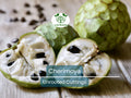 California Cherimoya Unrooted Cuttings - 4 Pcs Tropical Fruit Propagation Annona cherimola