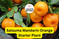 Satsuma Mandarin Orange Tree - Live Citrus Seedling 4-10" - Cold Hardy, Sweet Fruit, Fast Growing, Citrus reticulata