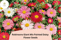 200+ Robinsons Giant Mix Painted Daisy Seeds | Tanacetum coccineum | Colorful Perennial Garden Flowers in Pink, Red, White, Yellow