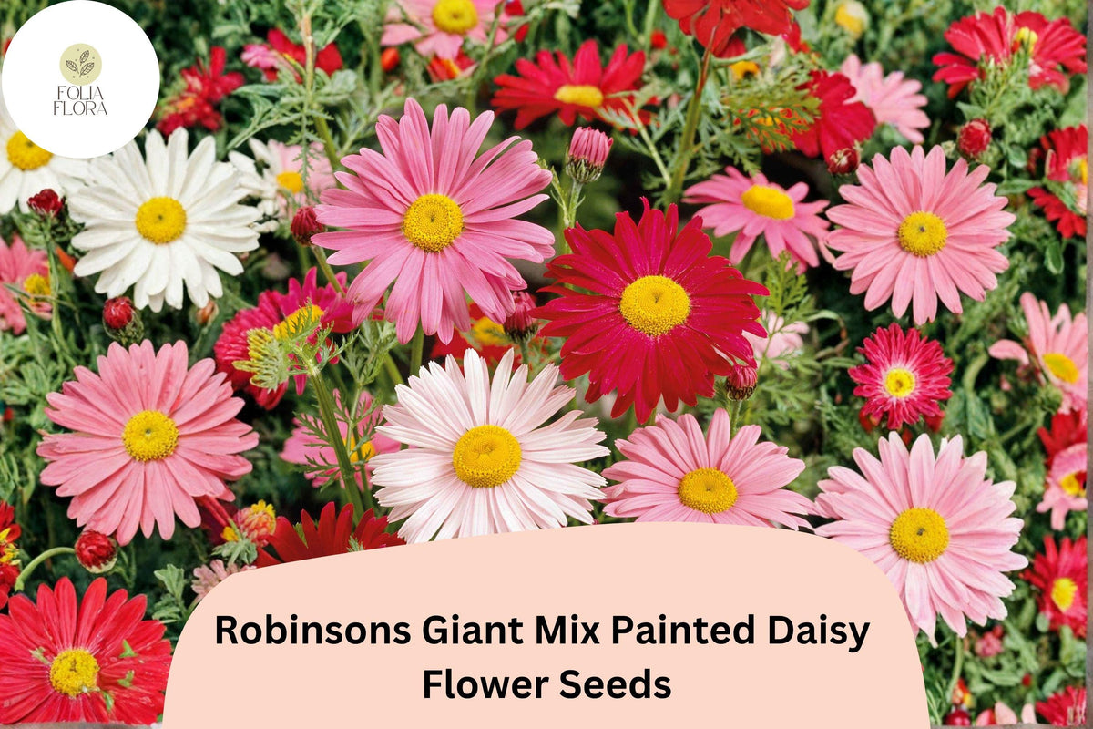 200+ Robinsons Giant Mix Painted Daisy Seeds | Tanacetum coccineum | Colorful Perennial Garden Flowers in Pink, Red, White, Yellow
