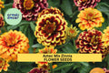 100+ Aztec Mix Zinnia Seeds – Vibrant Multi-Color Blooms for Garden Planting, Heat-Tolerant Flowers for Beds & Pollinators – USA