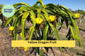 Yellow Dragon Fruit Live Plant – Hylocereus megalanthus – Tropical Pitaya Cactus for Garden, Greenhouse & Containers