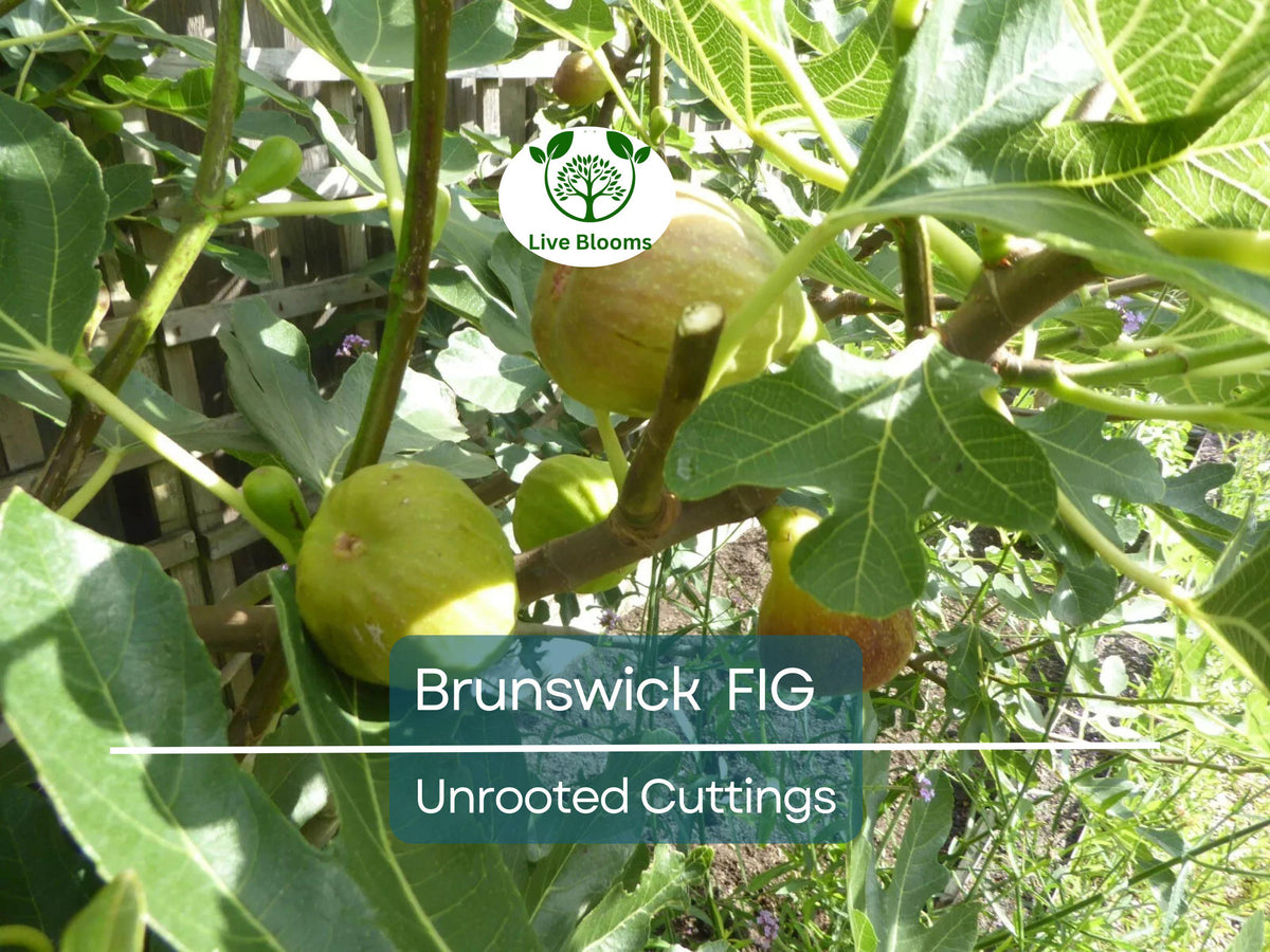6 Brunswick Fig Tree Unrooted Cuttings – Ficus carica, Easy to Grow, Sweet Fruit, Home Garden, Container Planting