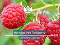 Red Raspberry Heritage Scion Cuttings, Unrooted 10-12 Inches, Rubus idaeus, High-Yield Berry Plants for Grafting & Propagation