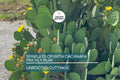 Hardy Opuntia Cacanapa Prickly Pear Cactus Cuttings – Edible Nopales, Winter-Resistant, Drought-Tolerant, 2 Pads for Outdoor Garden