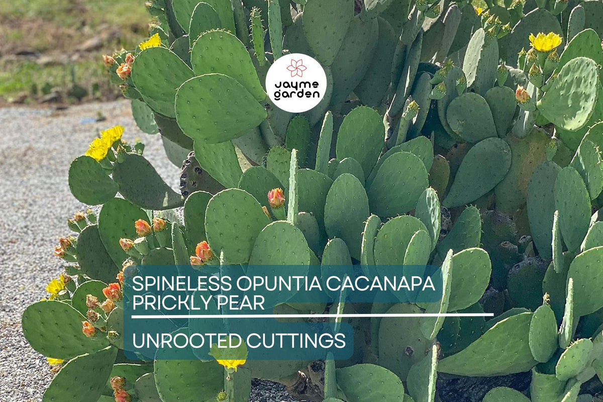 Hardy Opuntia Cacanapa Prickly Pear Cactus Cuttings – Edible Nopales, Winter-Resistant, Drought-Tolerant, 2 Pads for Outdoor Garden