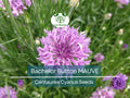 200 Seeds Cornflower Bachelor Button MAUVE Heirloom Flowers - Centaurea Cyanus Non-GMO, Easy to Grow Garden Seeds