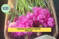 Fuchsia Pink Peony Roots 4-5 Eyes – Paeonia lactiflora Bare Root Perennial Flower for Borders & Cut Flowers Zones 3-8