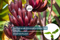 Red Banana Tree Live Plant | Musa acuminata ‘Red Dacca’ | Tropical Fruit Tree with Red-Purple Skin