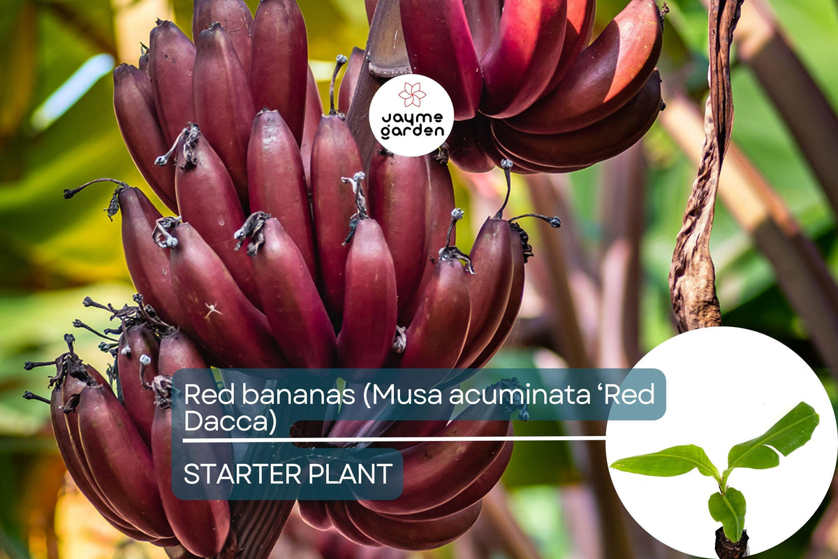 Red Banana Tree Live Plant | Musa acuminata ‘Red Dacca’ | Tropical Fruit Tree with Red-Purple Skin