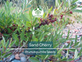5 Sand Cherry Seeds | Prunus pumila Edible Fruit Shrub for Small Gardens, Drought Tolerant, Non-GMO, Pollinator Attracting, Compact Plant