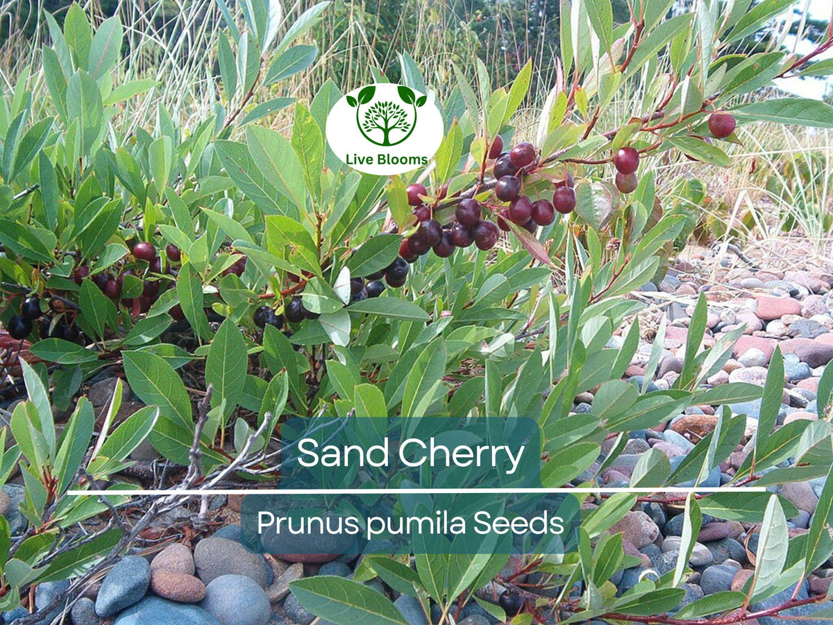 5 Sand Cherry Seeds | Prunus pumila Edible Fruit Shrub for Small Gardens, Drought Tolerant, Non-GMO, Pollinator Attracting, Compact Plant