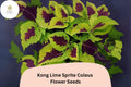 25+ Kong Lime Sprite Coleus Seeds for Planting | Large Shade Plant | Lime Green Red Foliage Annual | Garden Bedding Seeds