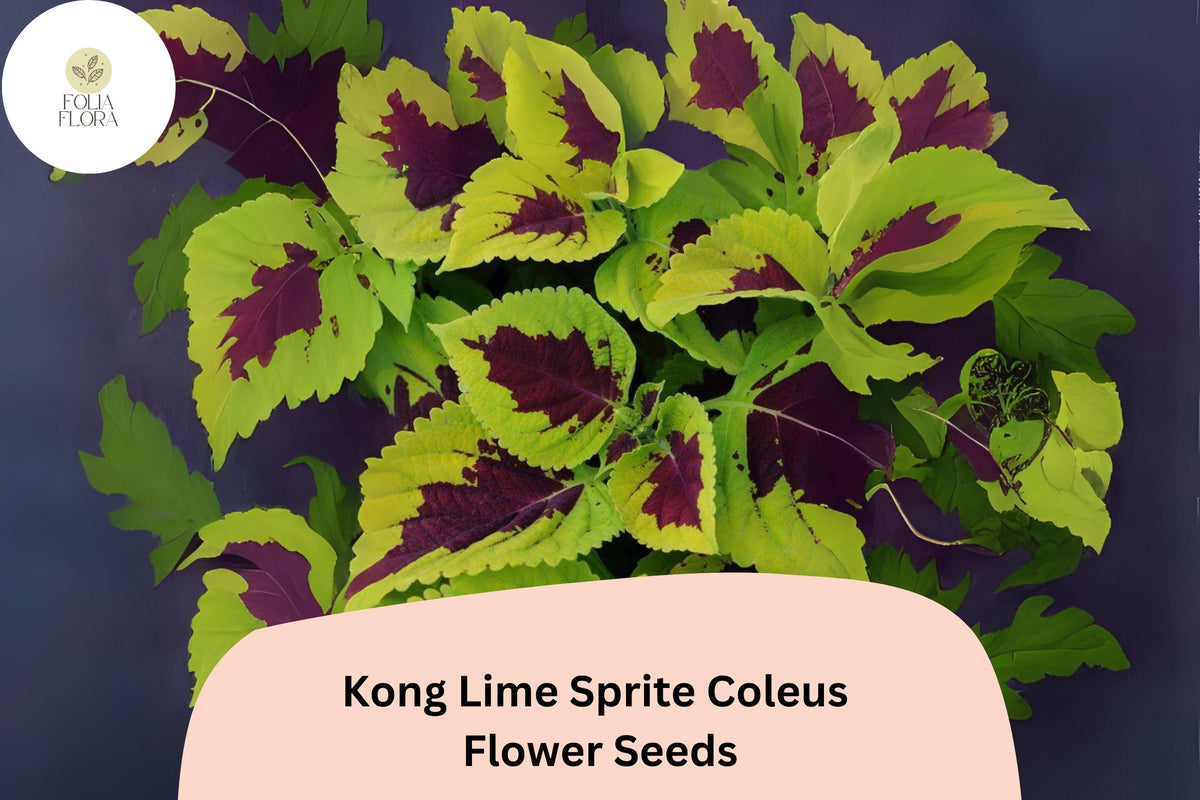 25+ Kong Lime Sprite Coleus Seeds for Planting | Large Shade Plant | Lime Green Red Foliage Annual | Garden Bedding Seeds