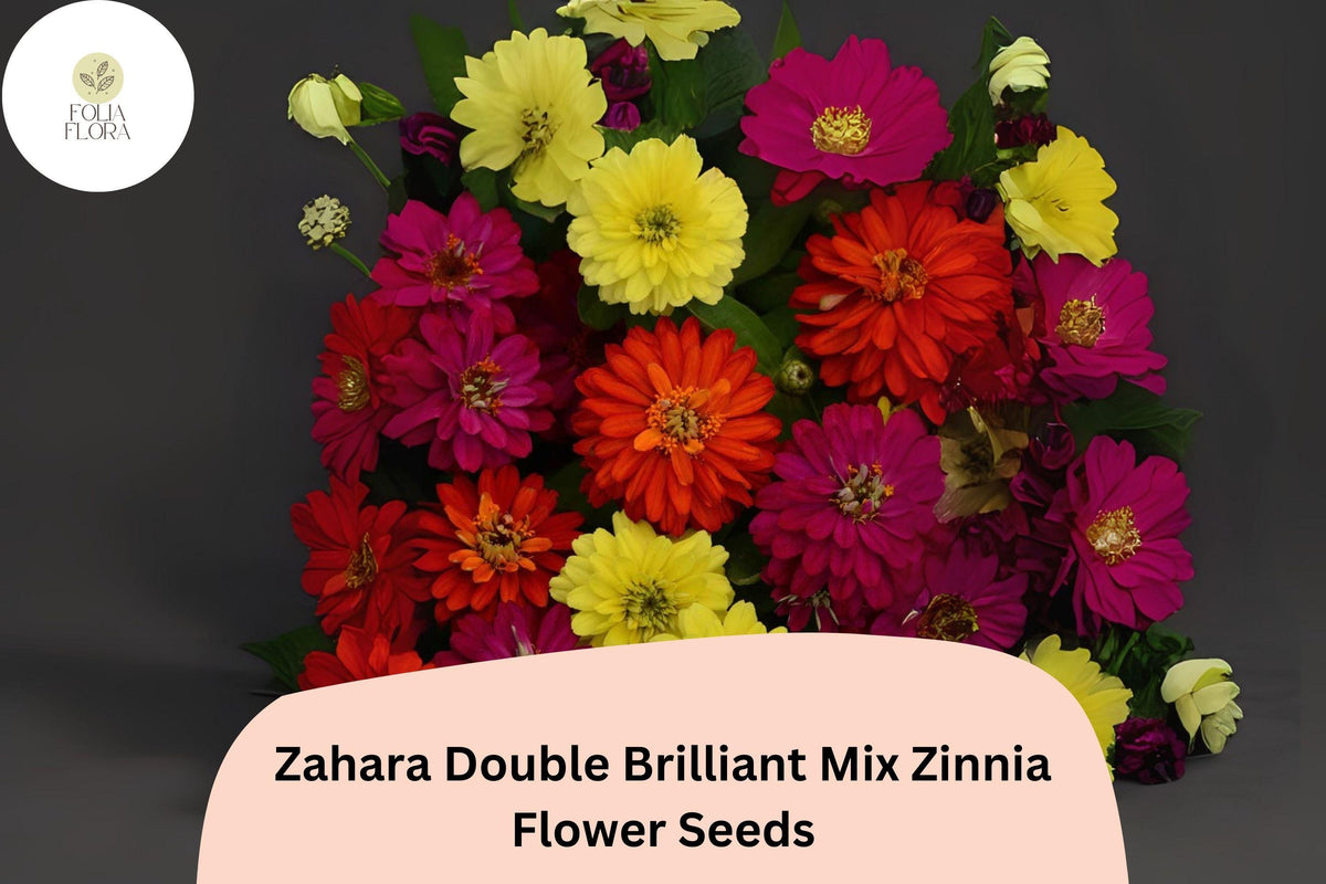 100+ Zahara Double Brilliant Mix Zinnia Seeds – Non-GMO Annual Flowers for Garden Borders & Containers, Zinnia marylandica