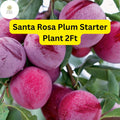 Santa Rosa Plum Tree (Prunus salicina) – 2ft Live Fruit Tree for Home Garden, Edible Landscaping, Juicy Plums