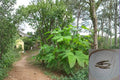 Chaya Cuttings 8-10" | Spinach Tree Hairless Variety | Cnidoscolus aconitifolius Perennial Shrub