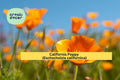 California Poppy Seeds – 50 Non-GMO Wildflower Seeds, Orange Blooms, Drought-Tolerant, Pollinator Friendly, Eschscholzia californica