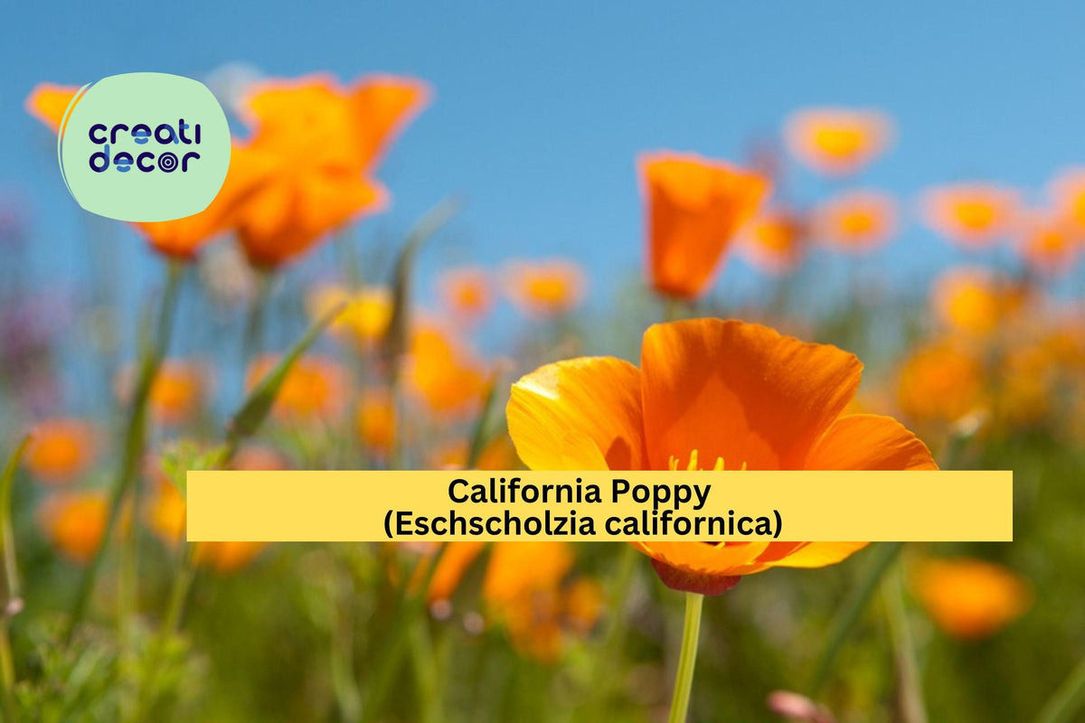 California Poppy Seeds – 50 Non-GMO Wildflower Seeds, Orange Blooms, Drought-Tolerant, Pollinator Friendly, Eschscholzia californica
