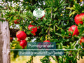 25 Pomegranate Seeds Punica granatum – Edible Tropical Fruit Shrub, Fast Growing, Non-GMO, Garden & Container Planting