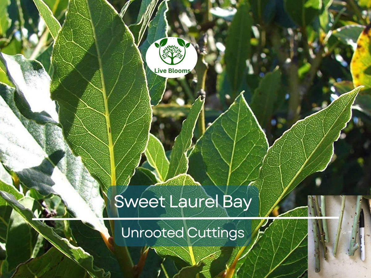 5 Sweet Laurel Bay Tree Unrooted Cuttings – Laurus nobilis, Aromatic Herb for Culinary, Garden & Container Growing
