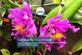 Cattleya Rlc King of Taiwan Orchid Live Potted Seedling with Purple Blooms, Tropical Indoor & Outdoor Orchid Plant