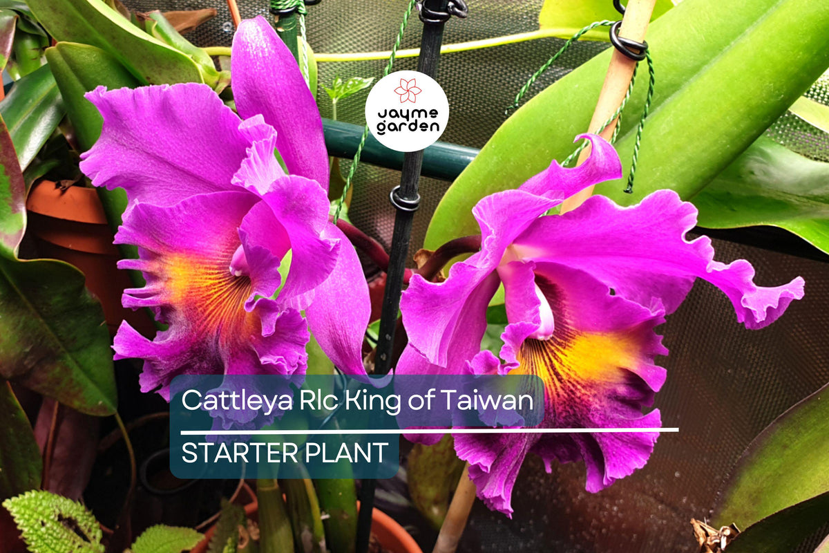 Cattleya Rlc King of Taiwan Orchid Live Potted Seedling with Purple Blooms, Tropical Indoor & Outdoor Orchid Plant