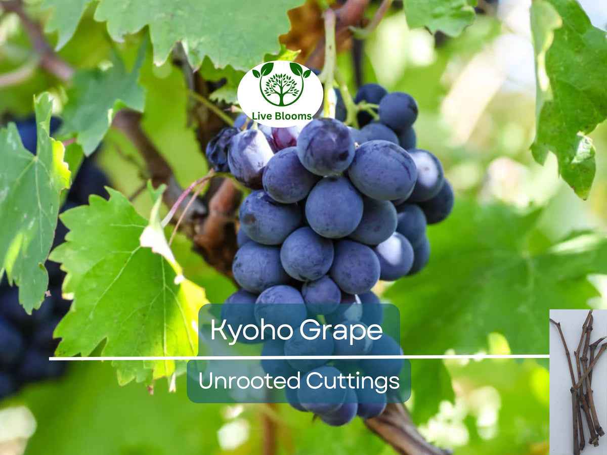 Japanese Kyoho Grape Unrooted Cuttings – Vitis labrusca, Sweet Purple Grapes, Easy to Root, Grape Vine Propagation, Rare Fruit Cuttings