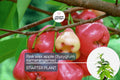 Pink Wax Apple Tree Seedling | Syzygium samarangense | Tropical Fruit Plant | 1’-2’ Tall Live Fruit Tree