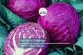 Red Acre Cabbage Seeds - Non-GMO Heirloom, Reddish-Purple Compact Heads, Brassica oleracea, Gourmet Vegetable for Salads & Cooking