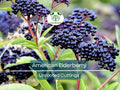 American Elderberry Unrooted Cuttings - Sambucus canadensis - Nutritious Berries for Garden, Food, and Wildlife