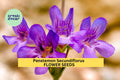 3pcs Penstemon secundiflorus Seeds – Sidebells Penstemon for Xeriscaping, Pollinator Gardens, Native Landscaping, Drought-Tolerant Perennial