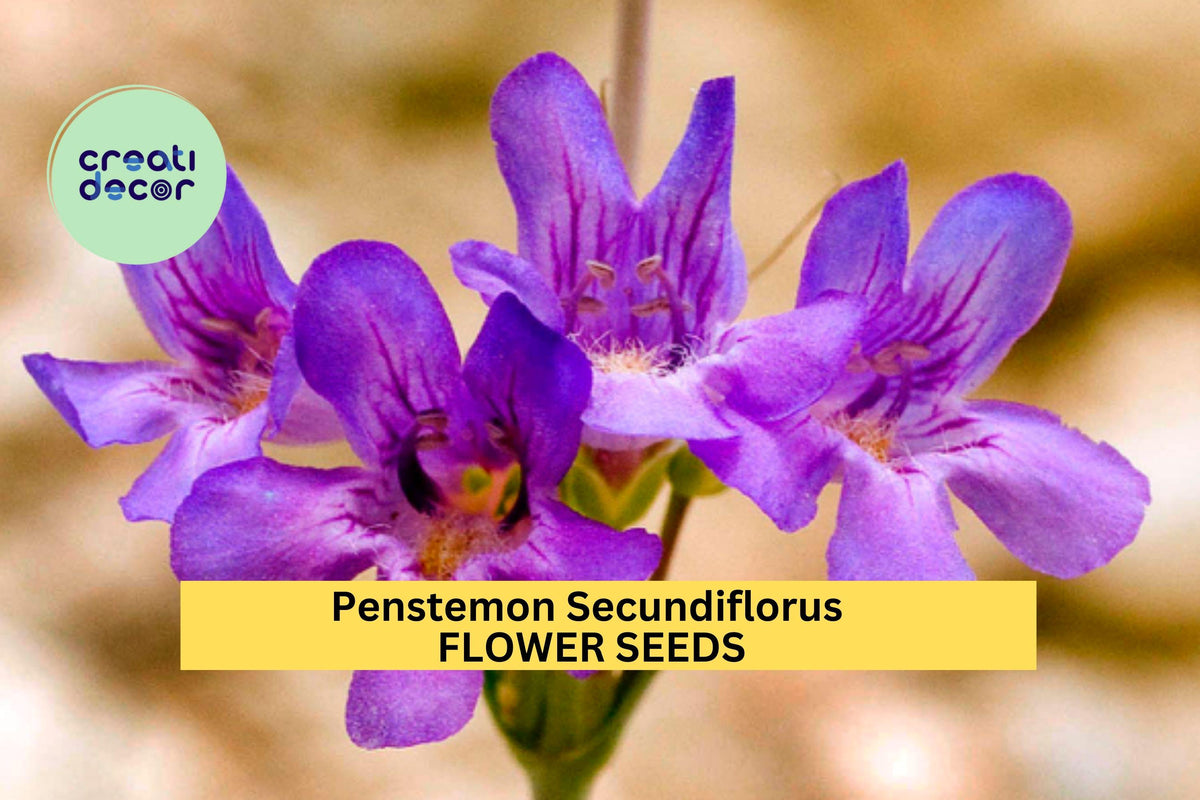 3pcs Penstemon secundiflorus Seeds – Sidebells Penstemon for Xeriscaping, Pollinator Gardens, Native Landscaping, Drought-Tolerant Perennial