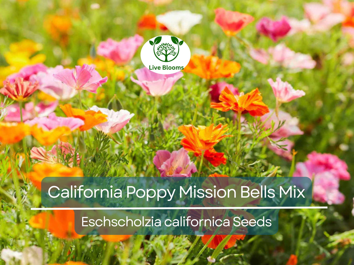 California Poppy Seeds – Mission Bells Mix, Non-GMO Wildflower Blend, Eschscholzia californica, Vibrant Meadow Colors, 1000 Seeds