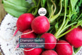 300 Champion Radish Seeds - Heirloom, Non-GMO, Fast-Growing Raphanus sativus for Salads & Microgreens