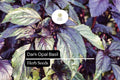 1000 Seeds Dark Opal Basil Herb Seeds – Aromatic, Purple Leaf, Culinary & Garden Plant – Ocimum basilicum