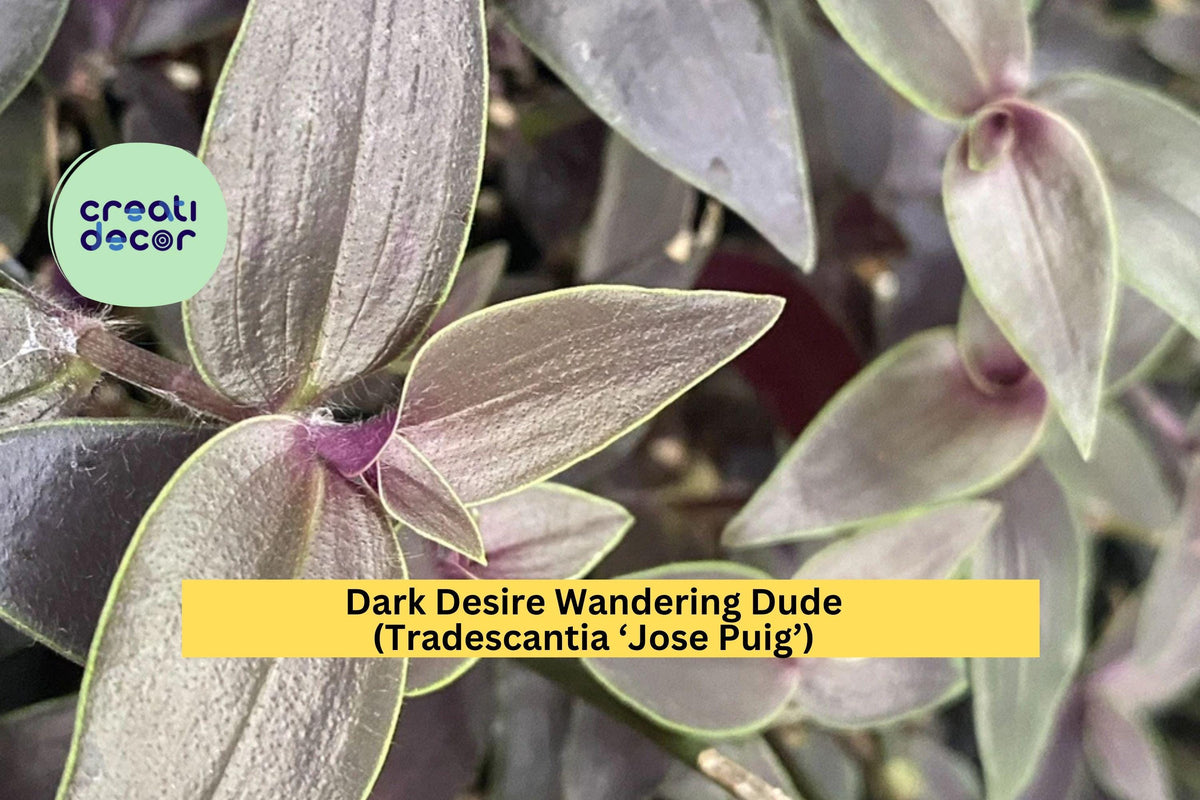 Dark Desire Wandering Dude – 2 Rooted Cuttings – Tradescantia ‘Jose Puig’ – Purple-Green Variegated Indoor Plant